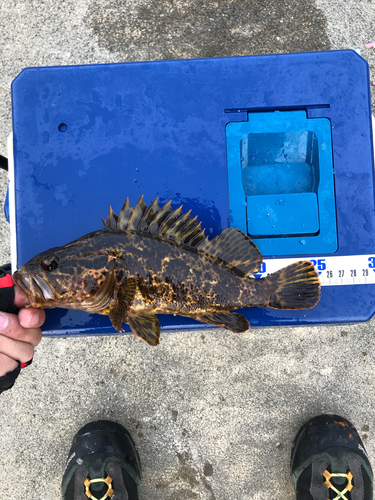 タケノコメバルの釣果