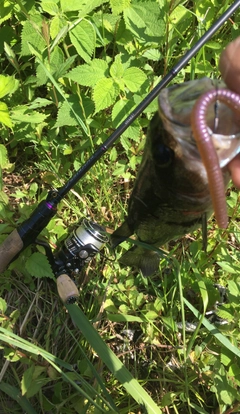 ブラックバスの釣果