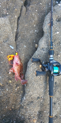 アラカブの釣果