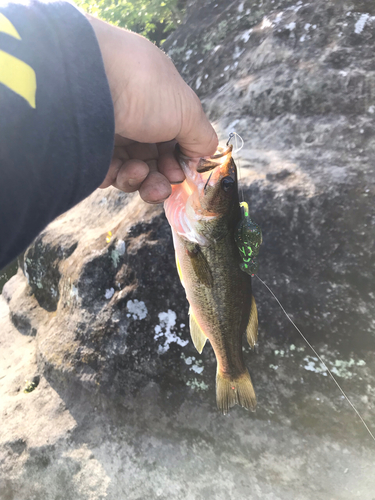 ラージマウスバスの釣果