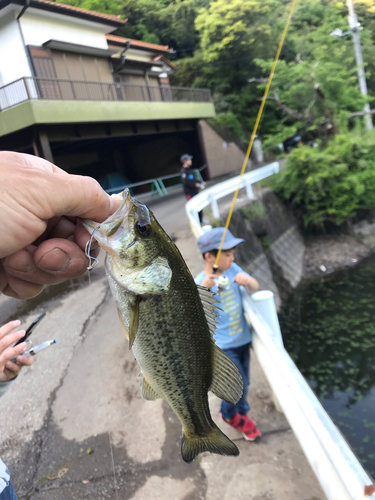 ラージマウスバスの釣果