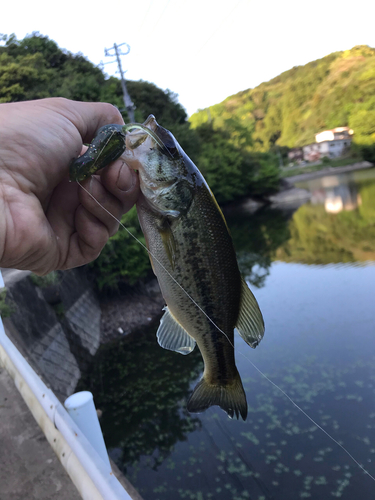 ラージマウスバスの釣果