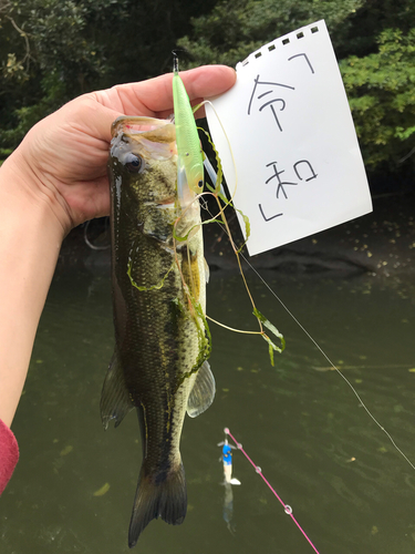 ラージマウスバスの釣果