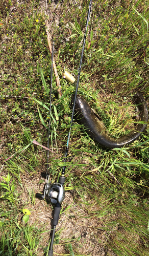 マナマズの釣果