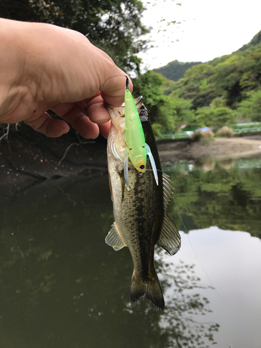 ラージマウスバスの釣果