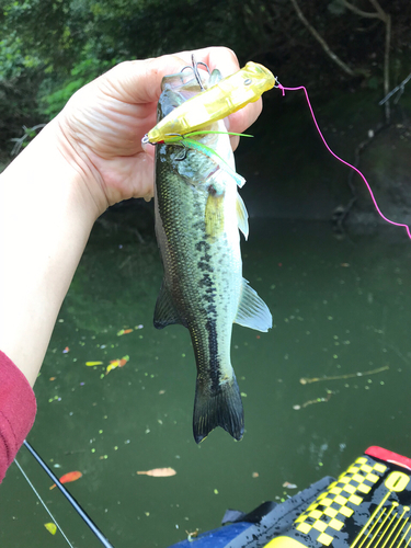 ラージマウスバスの釣果