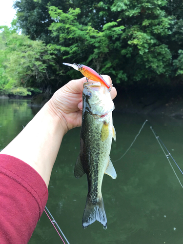 ラージマウスバスの釣果