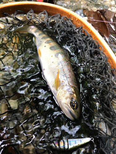 アマゴの釣果