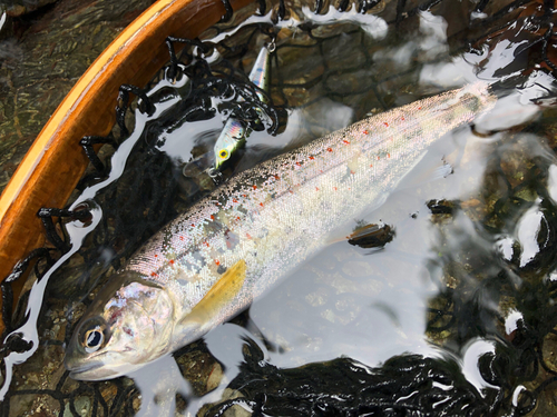 アマゴの釣果