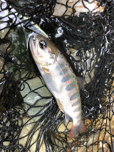 アマゴの釣果