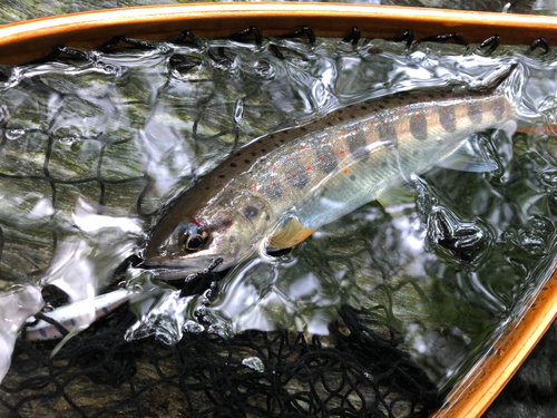 アマゴの釣果