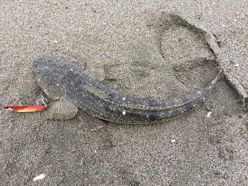 マゴチの釣果