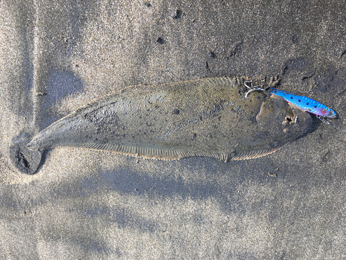 シタビラメの釣果