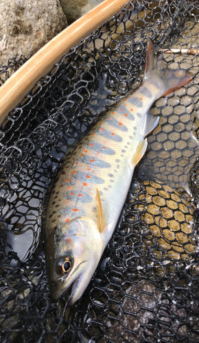 アマゴの釣果