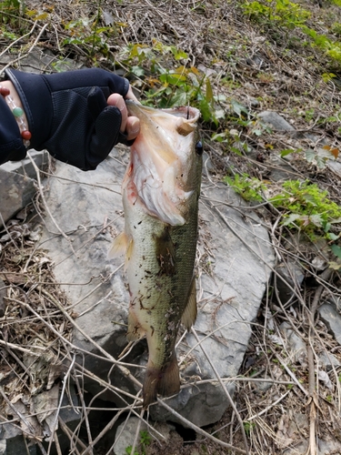 ブラックバスの釣果