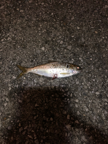 コノシロの釣果