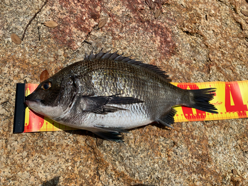 チヌの釣果