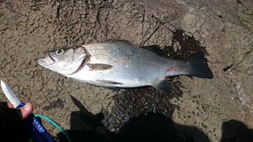 ヒラスズキの釣果