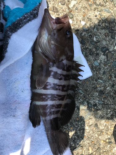 マハタの釣果