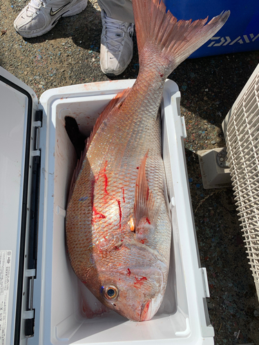 マダイの釣果