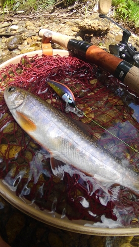 イワナの釣果