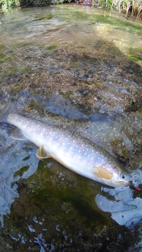 イワナの釣果