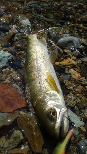 ヤマメの釣果