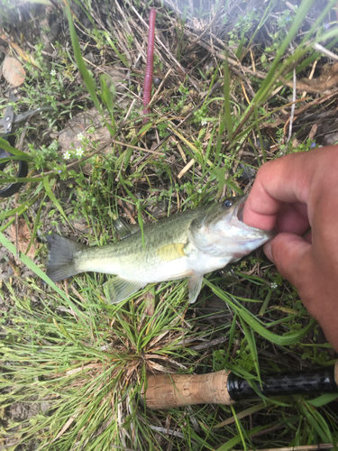 ブラックバスの釣果