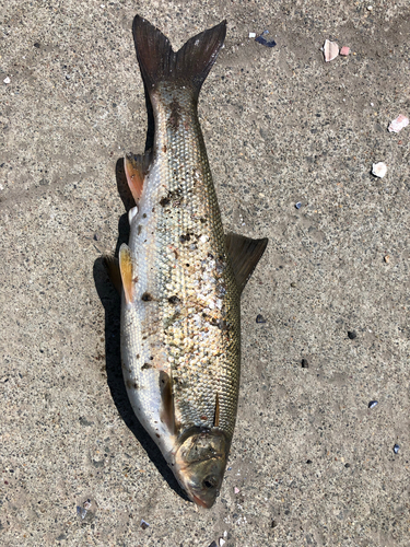 イシモチの釣果