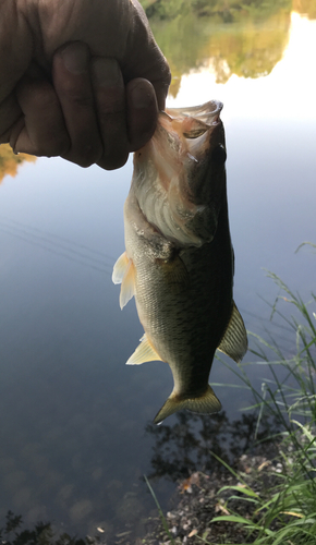 ラージマウスバスの釣果