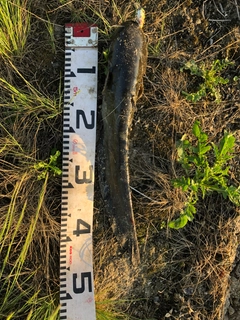 ナマズの釣果