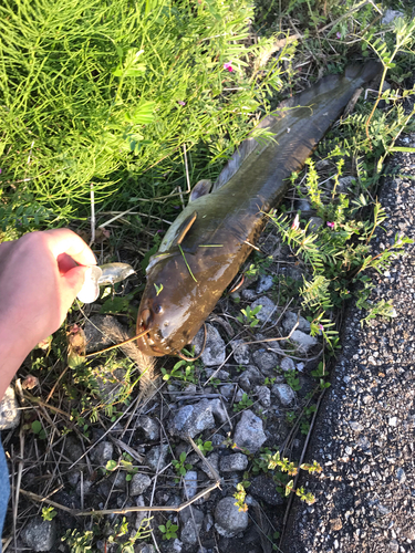 ナマズの釣果