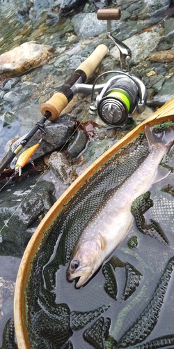 イワナの釣果