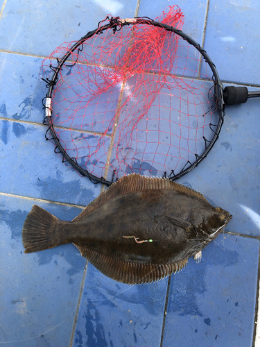 カレイの釣果