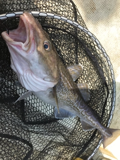 マダラの釣果