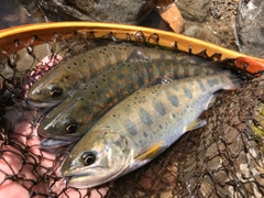 アマゴの釣果