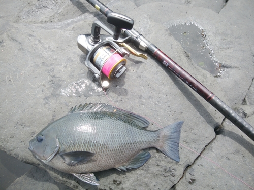 メジナの釣果