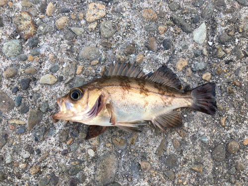 メバルの釣果