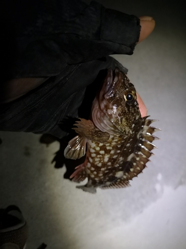 カサゴの釣果