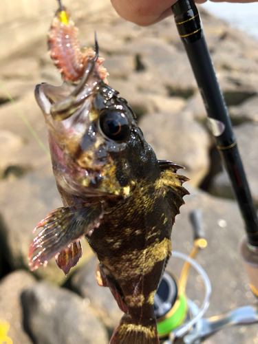 タケノコメバルの釣果