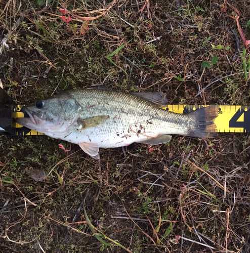 ラージマウスバスの釣果