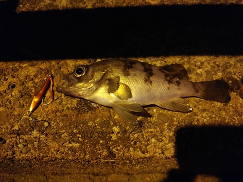 シロメバルの釣果