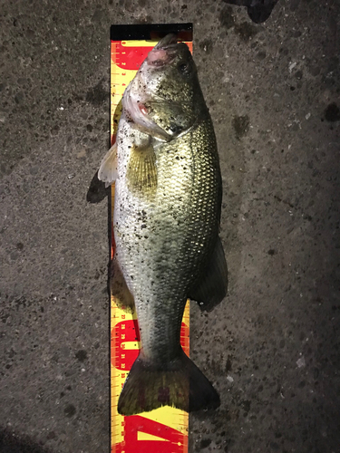 ブラックバスの釣果