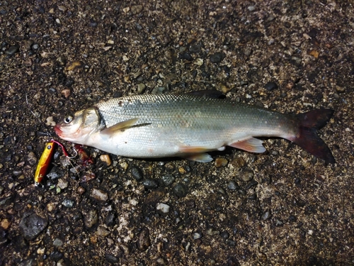 マルタウグイの釣果