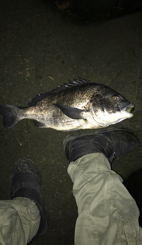 クロダイの釣果