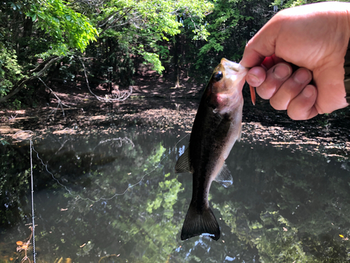 ブラックバスの釣果