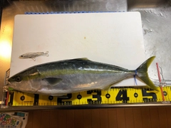 ハマチの釣果