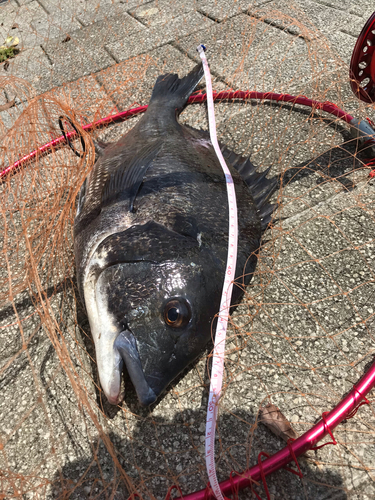 チヌの釣果