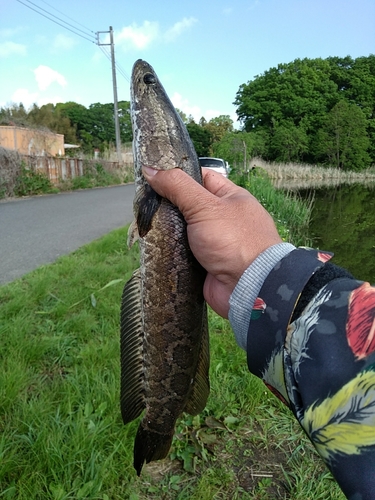 ライギョの釣果