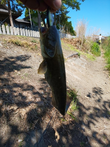 ナマズの釣果